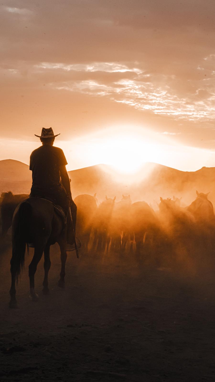 A cowboy riding toward a herd of horses, backlit by a golden sunset