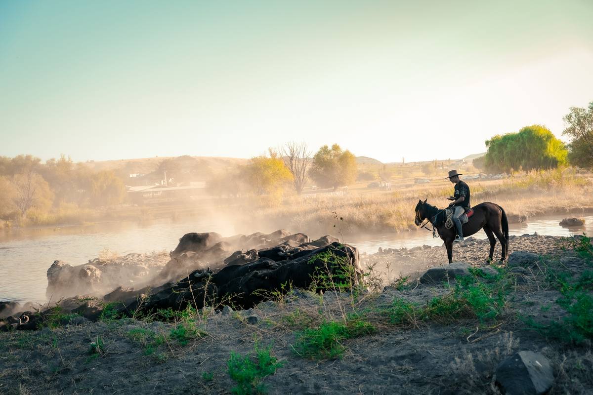 Cowboy on horseback watching cattle cross a river at dawn with mist rising off the water