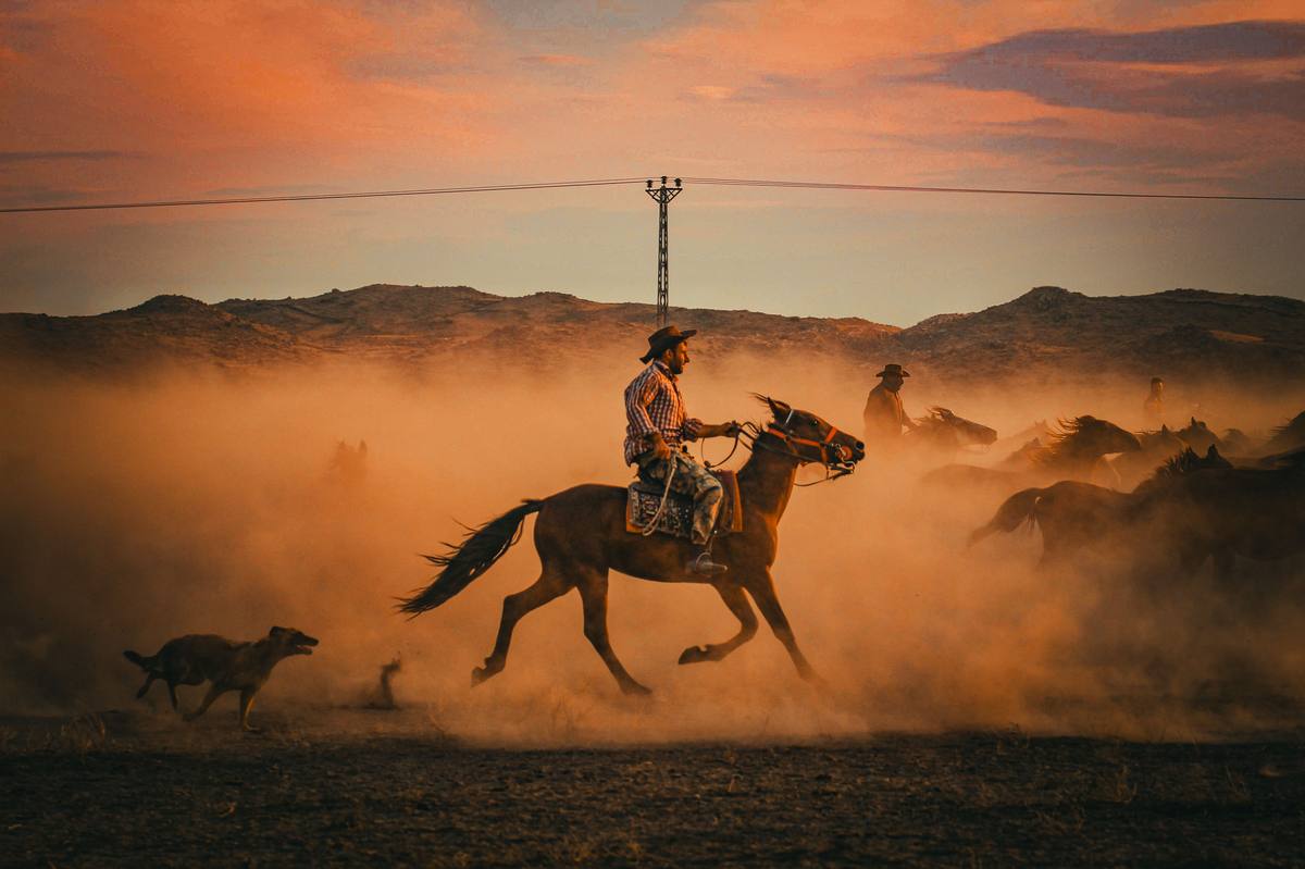 Cowboy on horseback herding horses through dust at sunset with a dog running alongside