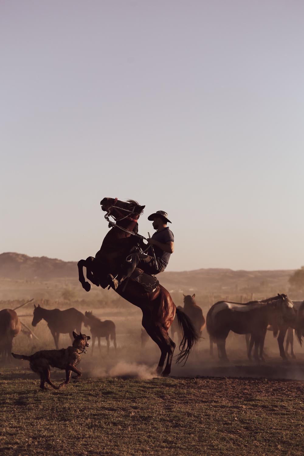 Cowboy on a rearing horse with a dog and a herd of horses in the dusty background